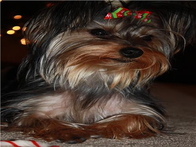 Molly - Yorkshire Terrier Puppy For Sale Premier Pups Molly - Yorkshire Terrier Puppy For Sale Premier Pups