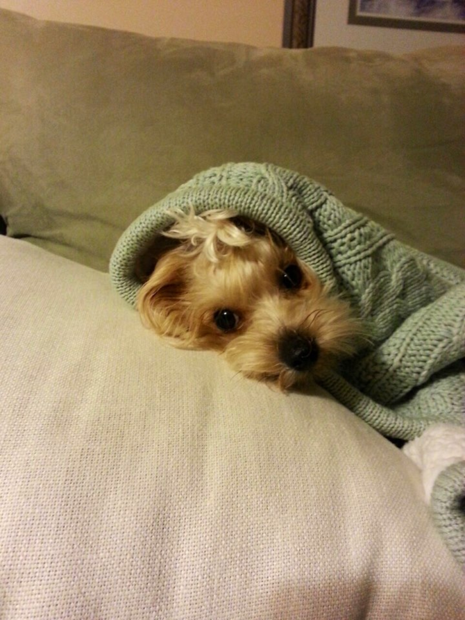 Cookie, (was Jackson) - Morkie Puppy For Sale Premier Pups Cookie, (was Jackson) - Morkie Puppy For Sale Premier Pups