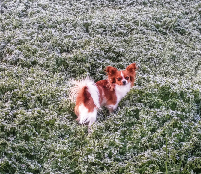 Valentina - Papillon Puppy For Sale Premier Pups Valentina - Papillon Puppy For Sale Premier Pups