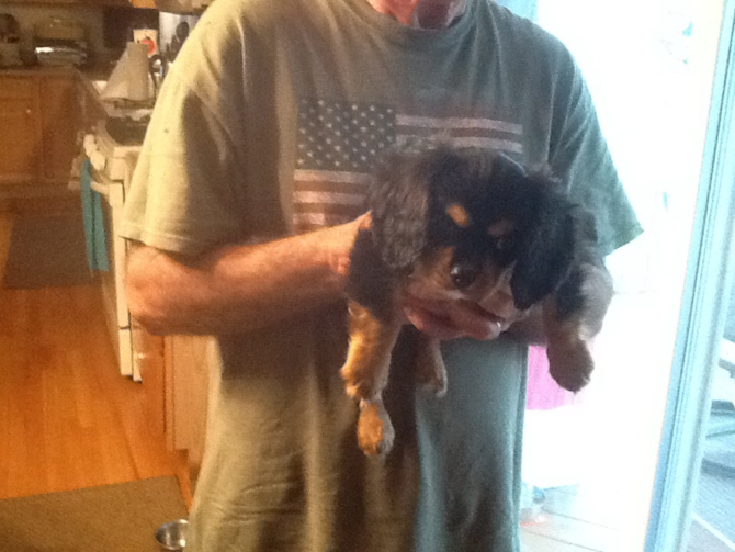 Former. Pee wee. Now Paddy - Cavalier King Charles Spaniel Puppy For Sale Premier Pups Former. Pee wee. Now Paddy - Cavalier King Charles Spaniel Puppy For Sale Premier Pups