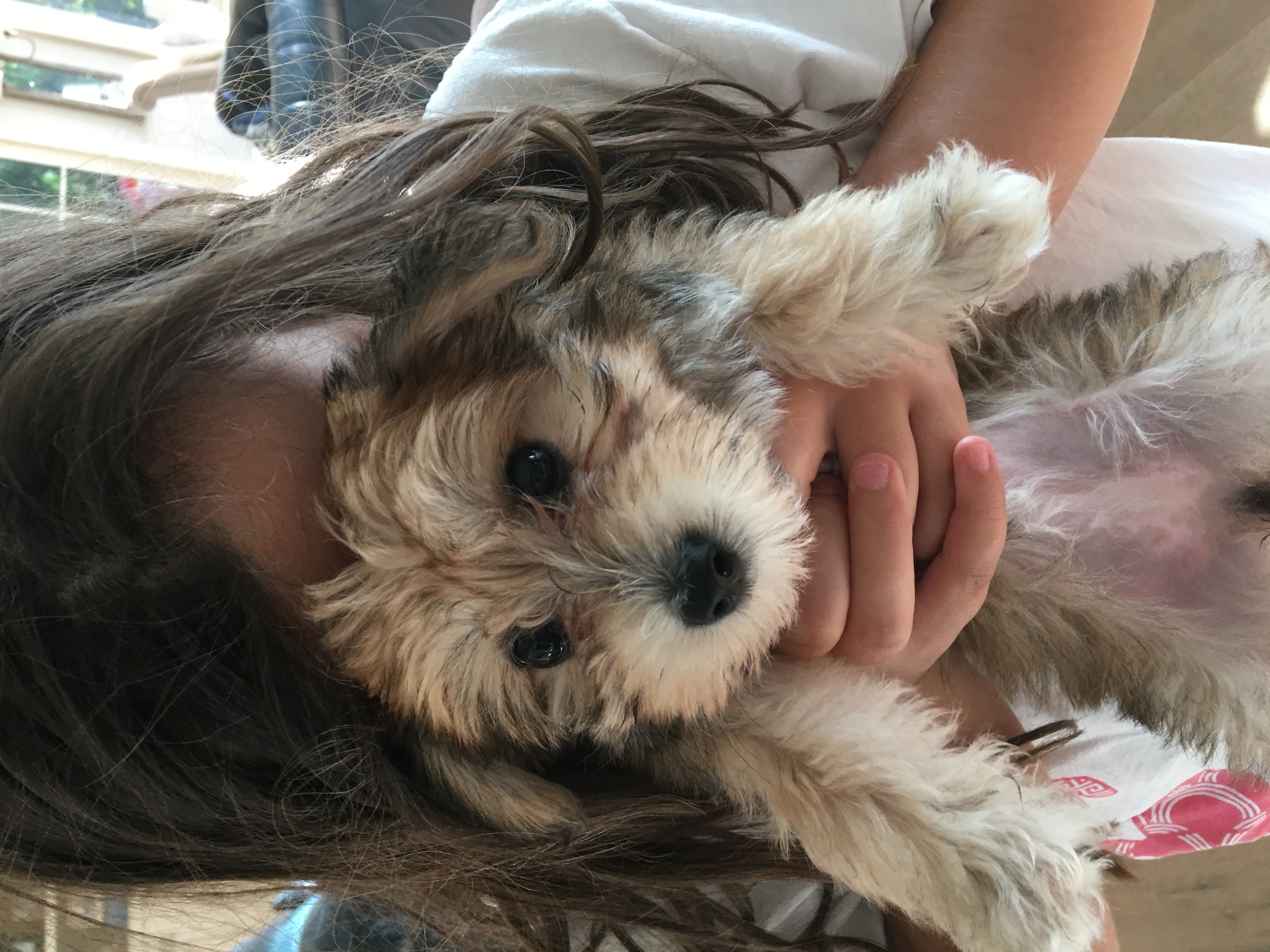 21 Cavapoo Puppies For Adoption In Michigan Photography