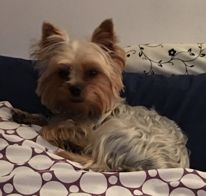 Bryanna "Bree" Jalex - Yorkshire Terrier Puppy For Sale Premier Pups Bryanna "Bree" Jalex - Yorkshire Terrier Puppy For Sale Premier Pups