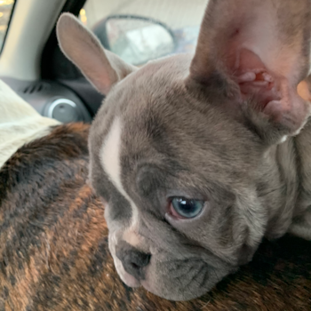 DROGO, a French Bulldog puppy from Thornville ohio
