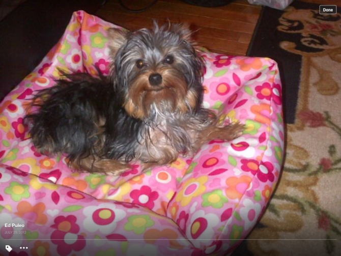 Abby - Yorkshire Terrier Puppy For Sale Premier Pups Abby - Yorkshire Terrier Puppy For Sale Premier Pups