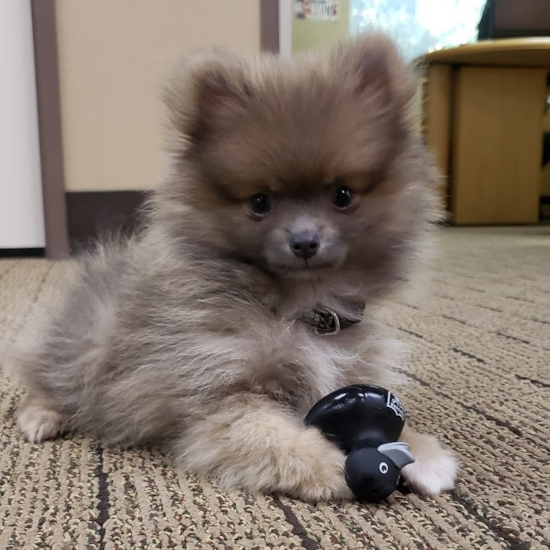 Playful Pomeranian Purebred Pup