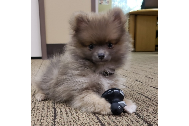 Playful Pomeranian Baby