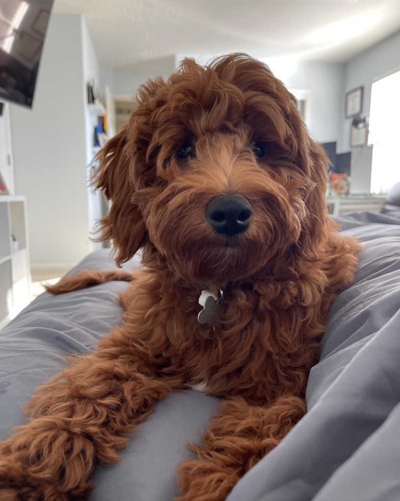 Friendly Mini Goldendoodle Pup in South San Francisco CA