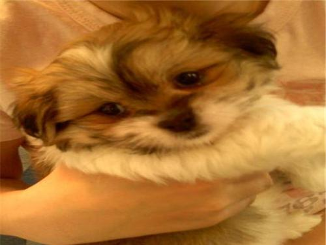 Nellie - Havanese Puppy For Sale Premier Pups Nellie - Havanese Puppy For Sale Premier Pups