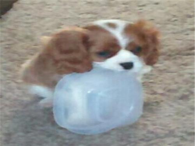 Elizabeth aka "Lizzie" - Cavalier King Charles Spaniel Puppy For Sale Premier Pups Elizabeth aka "Lizzie" - Cavalier King Charles Spaniel Puppy For Sale Premier Pups