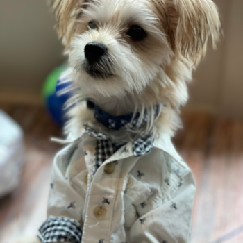 MONTE, a Morkie puppy from Los Angeles CA