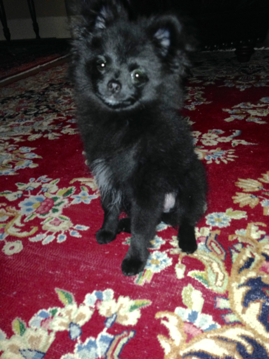 Energetic Pomeranian Purebred Pup