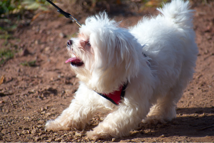 Hypoallergenic Maltese Purebred Pup