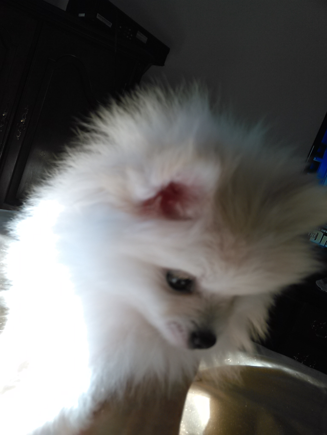 Princess - Pomeranian Puppy For Sale Premier Pups Princess - Pomeranian Puppy For Sale Premier Pups