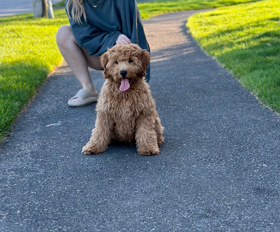 Adorable Golden Retriever Poodle Mix Pup