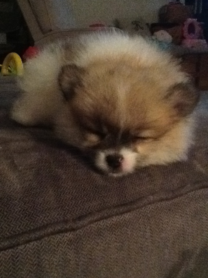 Dom the Pom (was Anthony) - Pomeranian Puppy For Sale Premier Pups Dom the Pom (was Anthony) - Pomeranian Puppy For Sale Premier Pups