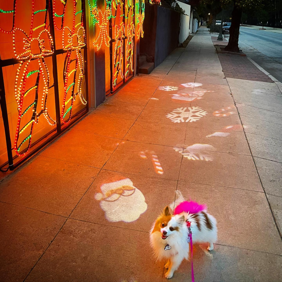 Los Angeles Pomeranian Pup