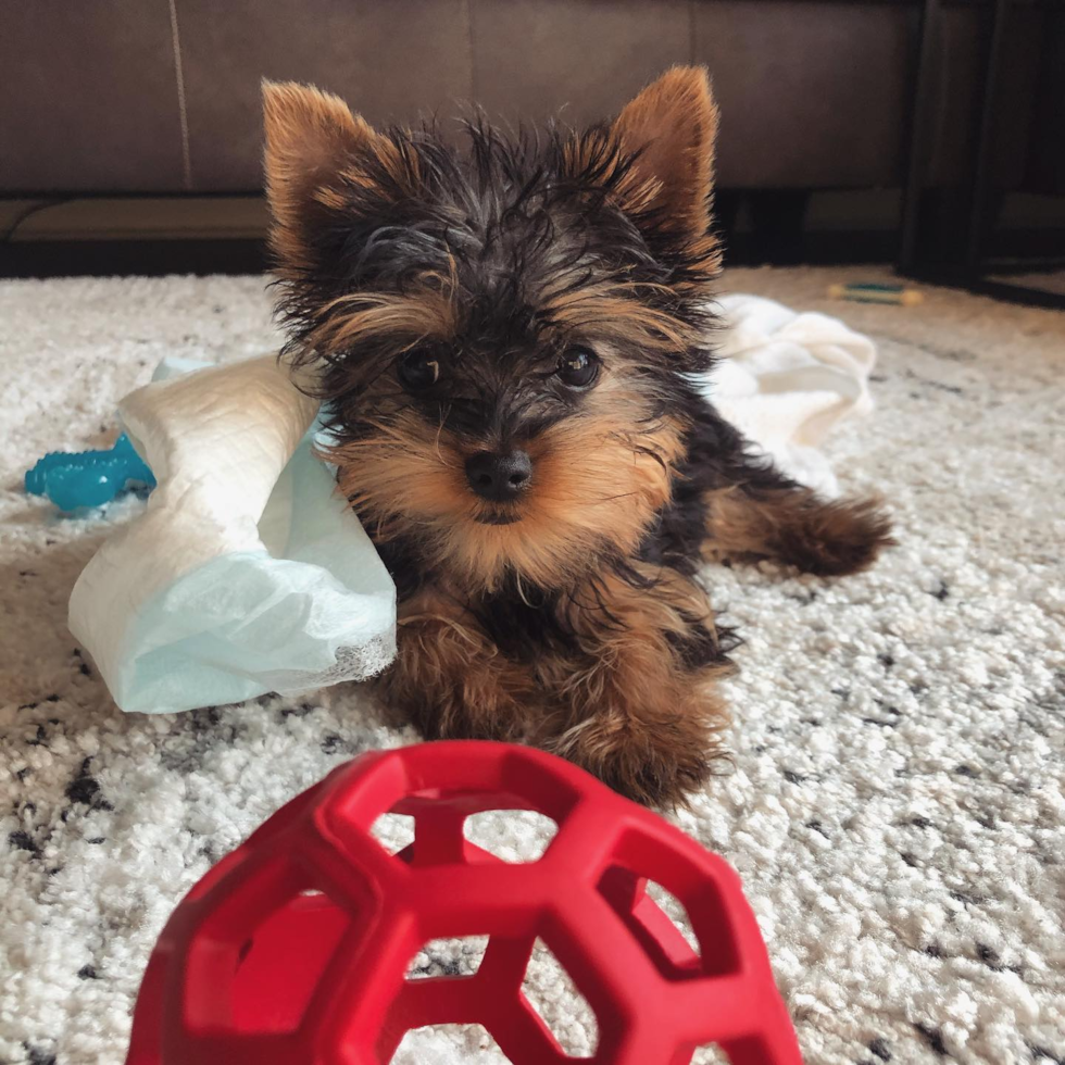 Fluffy Yorkshire Terrier Pup in Pittsburgh PA