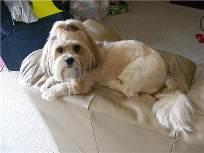 miley - Lhasa Apso Puppy For Sale Premier Pups miley - Lhasa Apso Puppy For Sale Premier Pups