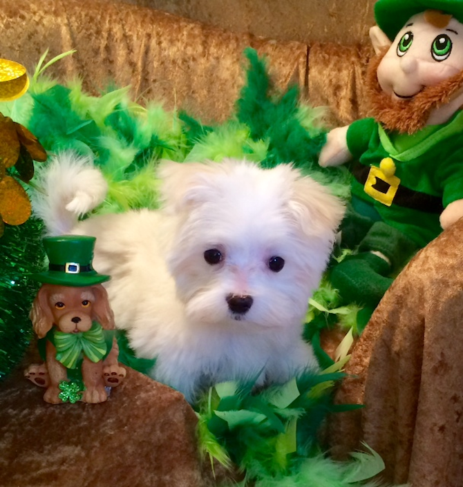 Abby - Maltese Puppy For Sale Premier Pups Abby - Maltese Puppy For Sale Premier Pups