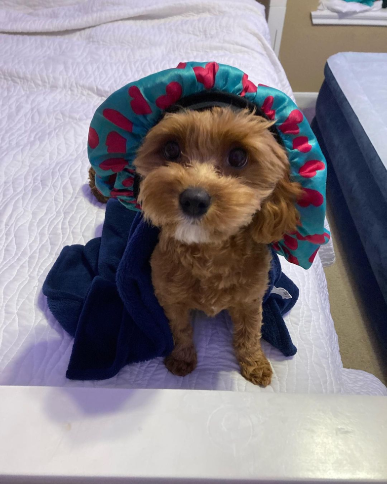 Friendly Cavapoo Pup in Pearland TX