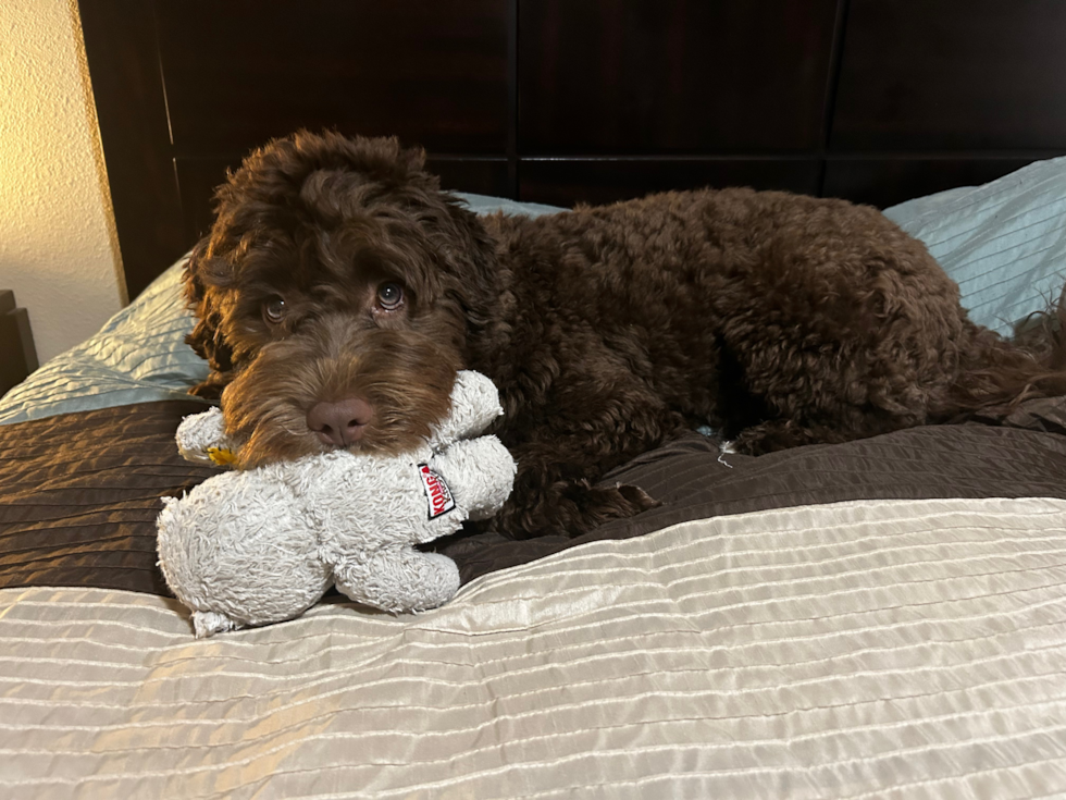 Playful Portuguese Water Dog Pup