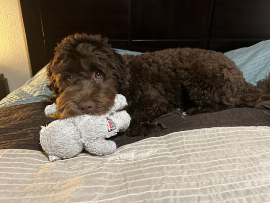 Portuguese Water Dog