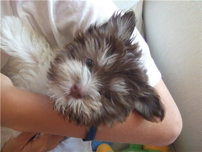 Baxter - Havanese Puppy For Sale Premier Pups Baxter - Havanese Puppy For Sale Premier Pups