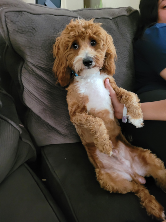 Friendly Cavapoo Pup in