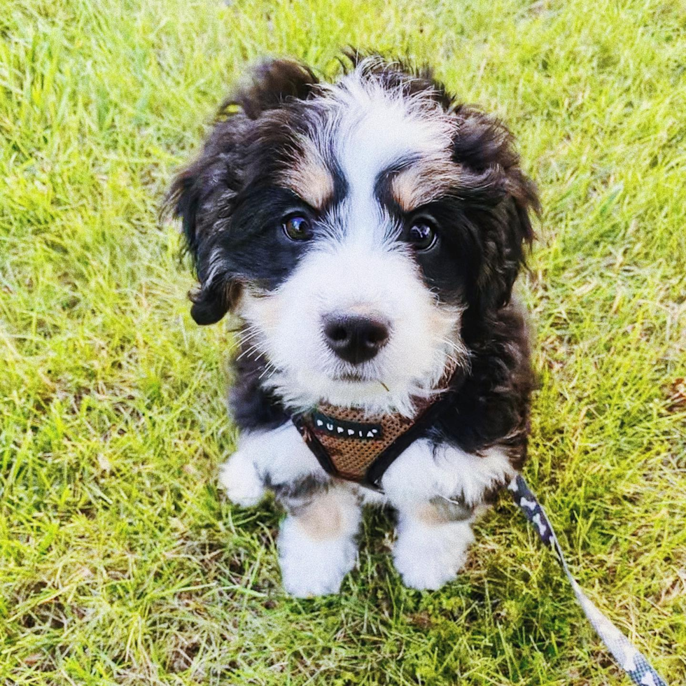 Sweet Mini Bernedoodle Pup