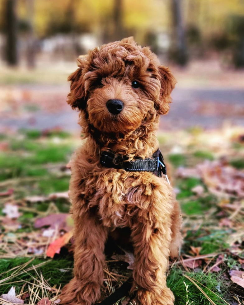 Happy Mini Goldendoodle Pup