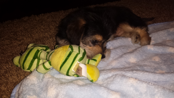 Romeo - Morkie Puppy For Sale Premier Pups Romeo - Morkie Puppy For Sale Premier Pups