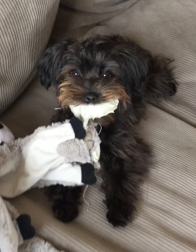 Charli - Morkie Puppy For Sale Premier Pups Charli - Morkie Puppy For Sale Premier Pups