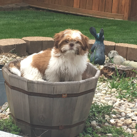 Playful Shichon Designer Pup