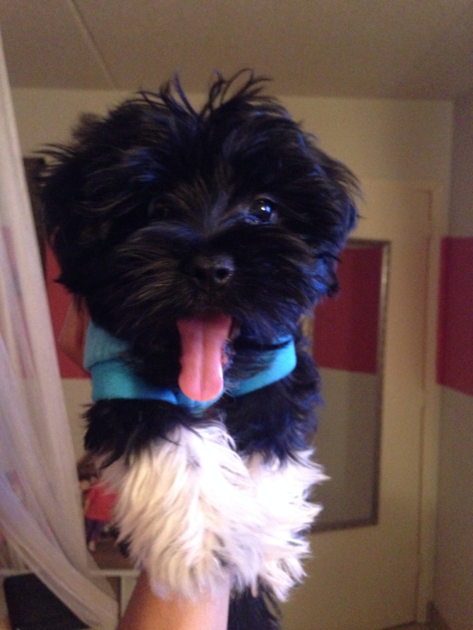 Prince Coty - Morkie Puppy For Sale Premier Pups Prince Coty - Morkie Puppy For Sale Premier Pups