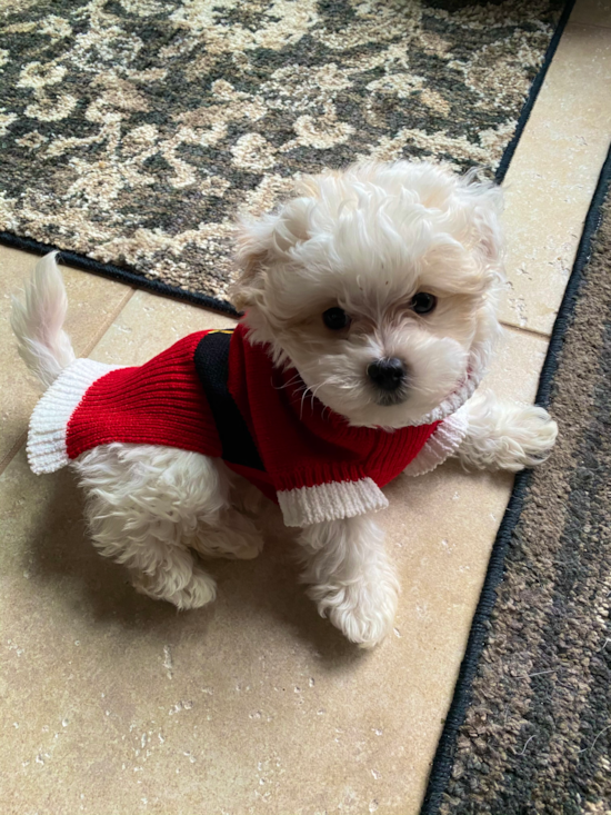 Maltipoo