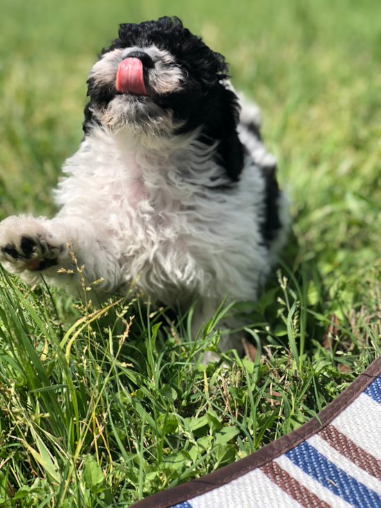 Small Cavapoo Pup