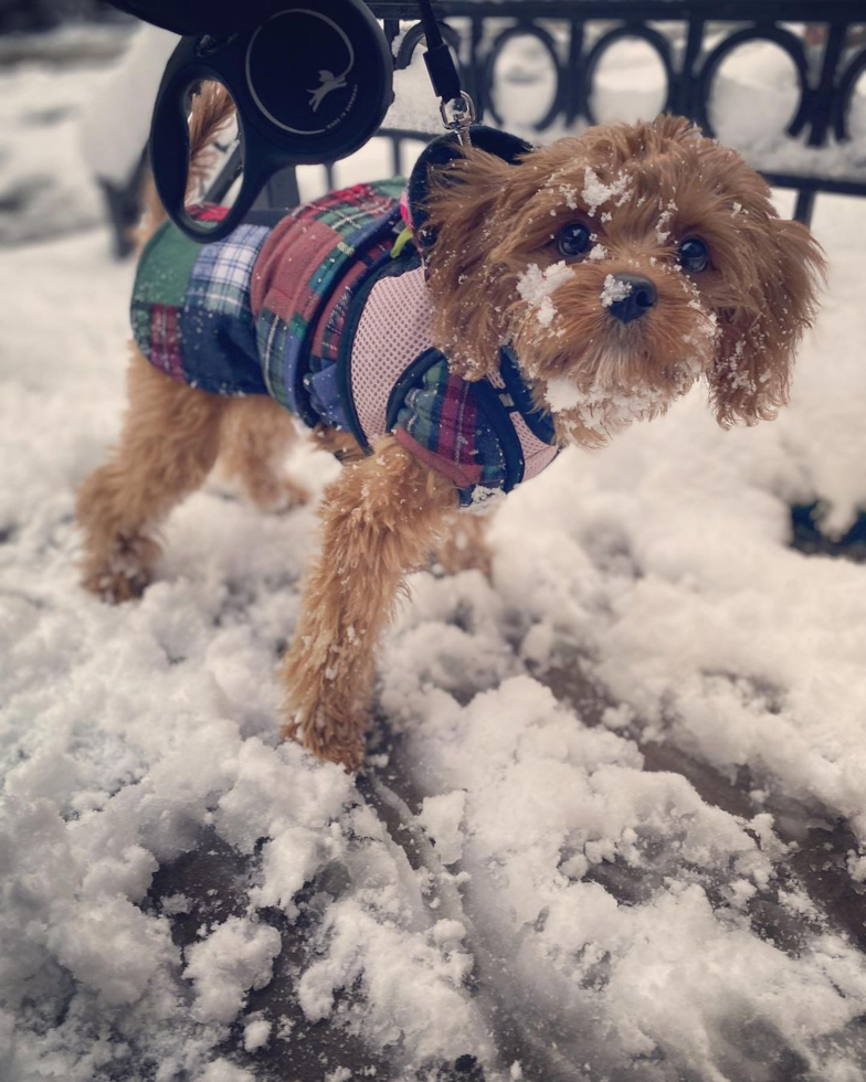 Cute Cavapoo Pup in New York NY