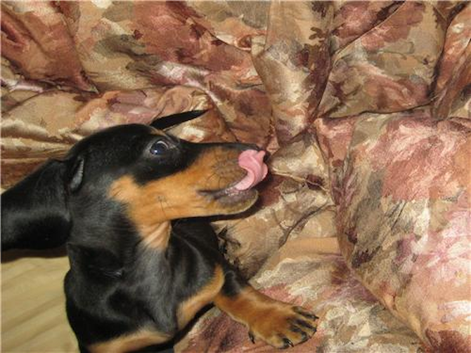 Molly (was Lucy) - Dachshund Puppy For Sale Premier Pups Molly (was Lucy) - Dachshund Puppy For Sale Premier Pups