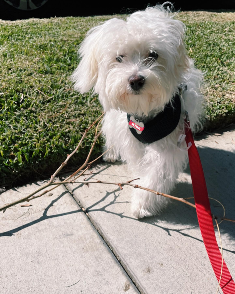Cute Maltipoo Pup in Irvine CA