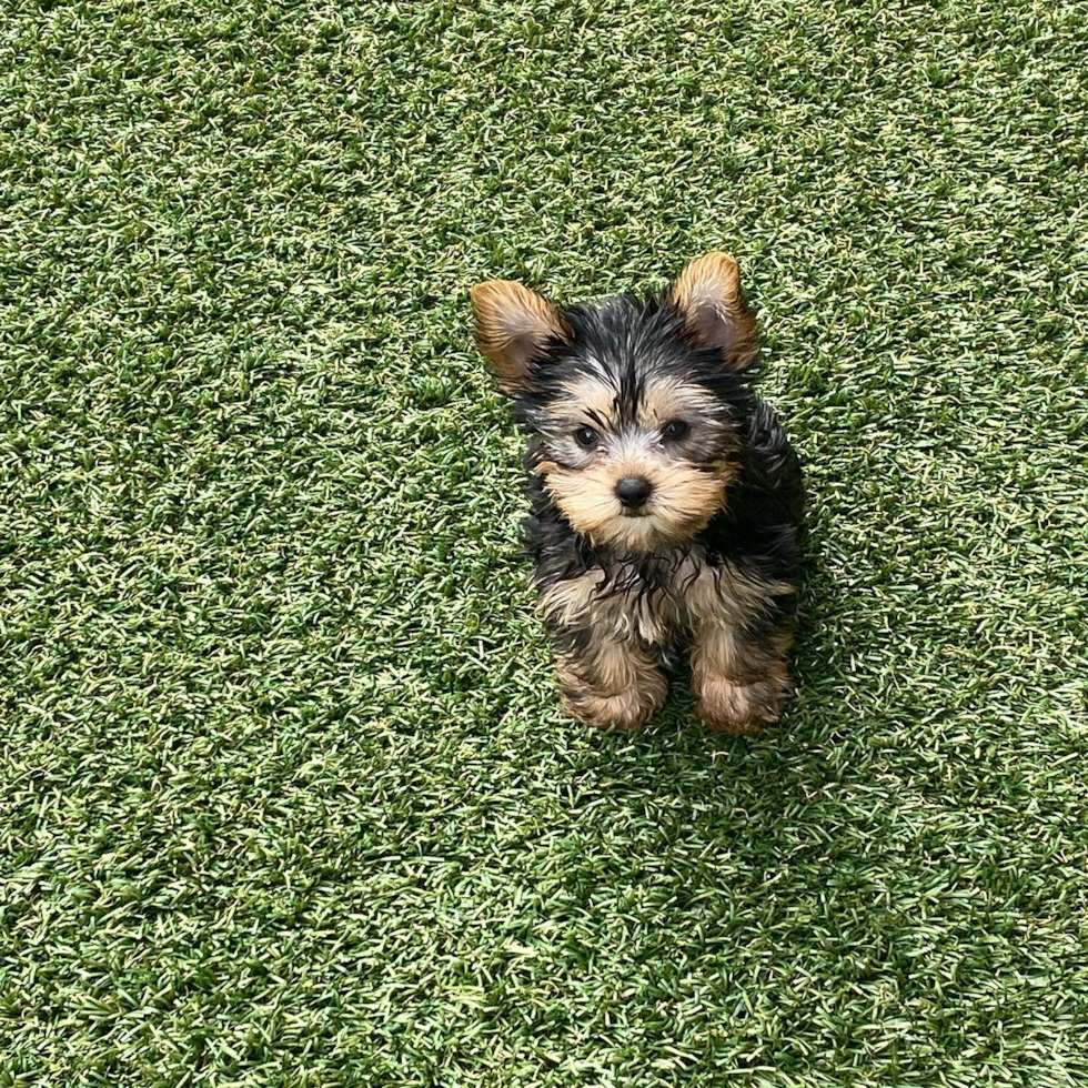 Adorable Yorkshire Terrier Pup in Coventry RI