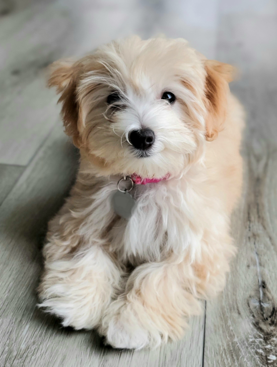 Petite Maltipoo Poodle Mix Pup