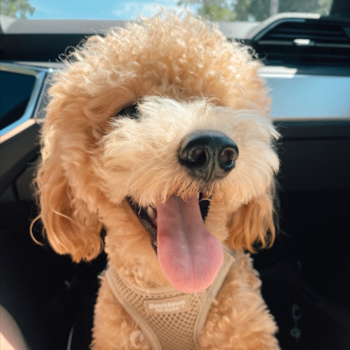 Lewis, a Poochon puppy from Brooklyn, NY Lewis, a Poochon puppy from Brooklyn, NY