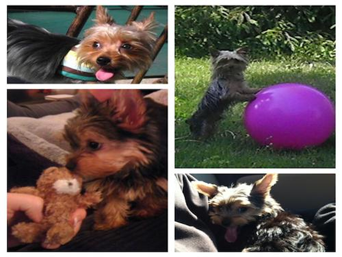 Chandler aka Batman - Yorkshire Terrier Puppy For Sale Premier Pups Chandler aka Batman - Yorkshire Terrier Puppy For Sale Premier Pups