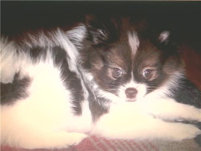 Lolo - Pomeranian Puppy For Sale Premier Pups Lolo - Pomeranian Puppy For Sale Premier Pups