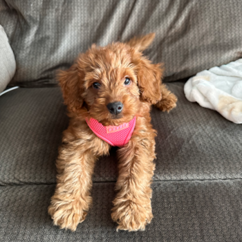 Friendly Mini Goldendoodle Pup in