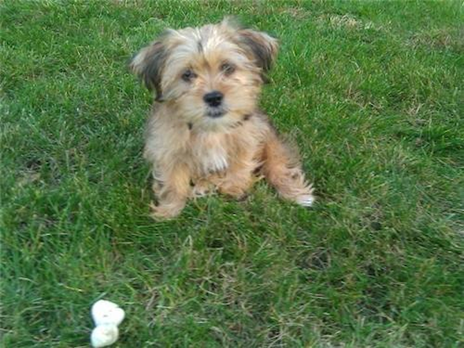 Nittany (formerly Carolina) - Yorkie Poo