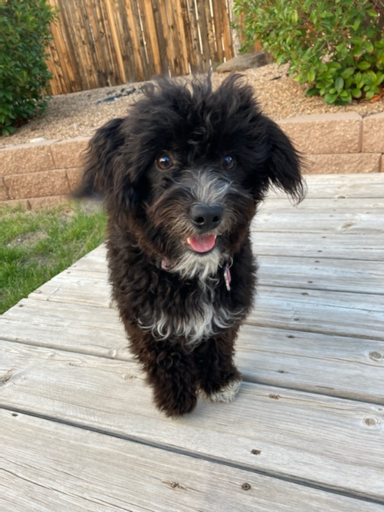 Happy Aussiechon Pup in Rio Rancho NM