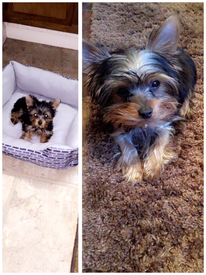 Snickers - Yorkshire Terrier Puppy For Sale Premier Pups Snickers - Yorkshire Terrier Puppy For Sale Premier Pups