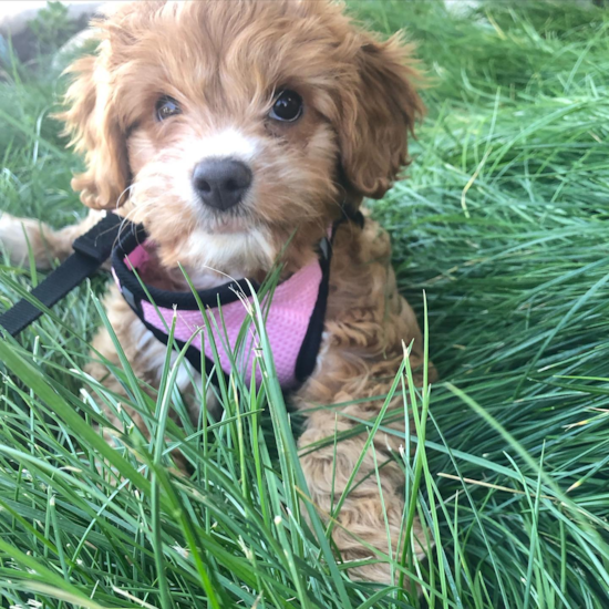 Los Angeles Cavapoo Pup