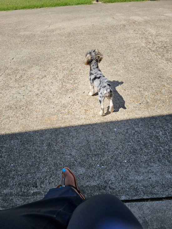 Yorkie Poo